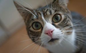 adorable, animal, big eyes, blur, cat, close-up, curiosity, curious, cute, domestic, downy, face, feline, focus, fur, furry, pet, tabby, whiskers