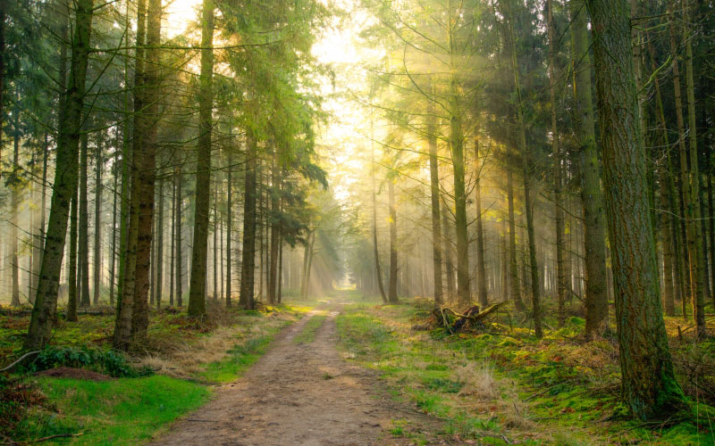 forest, sun, green, spring, summer, fresh, nature, landscape, sunlight, trees, light, scenic, wood, outdoor, morning, path,