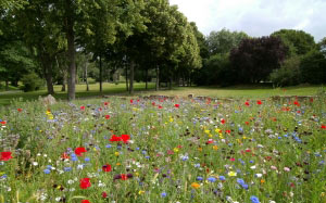 flowers, grass, landscape, lawn, nature, outdoors, park, trees, vibrant, woods
