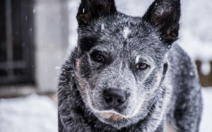 animal, blurred background, canine, dog, domestic, focus, fur, head, looking, pet, face, whiskers, winter, snow