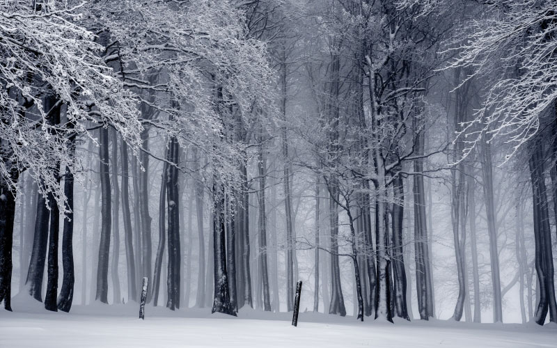 winter, snow, wintry, cold, snowy, white, trees, forest, nature, woods, winter forest, landscape, frost
