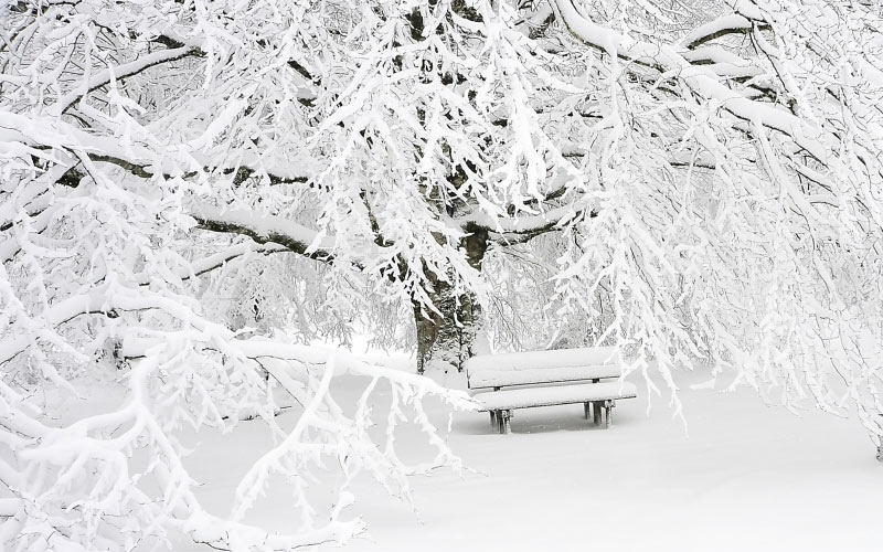 bench, cold, empty, fog, foggy, snow, tree, branches, winter, white, frost, frozen
