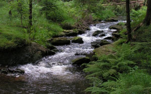 creek, forest, greens, woods, summer, trees, nature, stones, fern, spruce