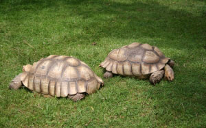 african spur thigh tortoise, geochelone sulcata, turtles, grass, animals, nature