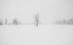 cold, foggy, frost, frosty, frozen, hazy, landscape, misty, nature, snow, trees, winter, woods