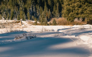 daylight, forest, grass, landscape, nature, outdoors, season, snowy, trees, winter, woods