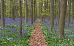 environment, flora, flowers, forest, guidance, idyllic, landscape, nature, outdoors, pathway, peaceful, scenery, scenic, season, spring, trees, wild, woods