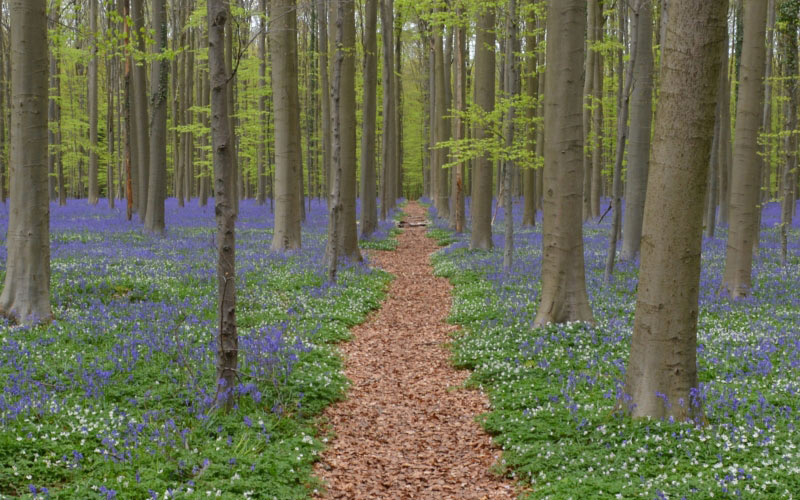 environment, flora, flowers, forest, guidance, idyllic, landscape, nature, outdoors, pathway, peaceful, scenery, scenic, season, spring, trees, wild, woods
