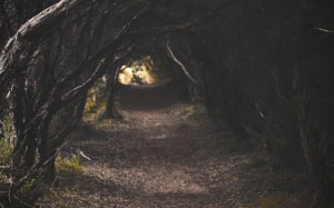 dark, eerie, fall, forest, guidance, landscape, nature, outdoors, pathway, scenic, shadow, trees, woods