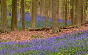 flora, flowers, forest, nature, outdoors, panoramic, rug, scenic, spring, trees, woods, blossom