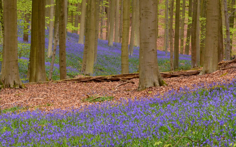 flora, flowers, forest, nature, outdoors, panoramic, rug, scenic, spring, trees, woods, blossom
