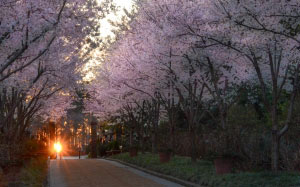 trees, road, landscape, season, nature, sunset, light, spring, gardens, park, flowers, bloom, blosom