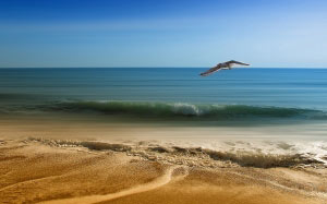 sea, vacancy, sand, seagull, spring, summer, bird flight, sky, wings, blue, maritime landscape, flight, freedom, water, waves, horizon, ocean