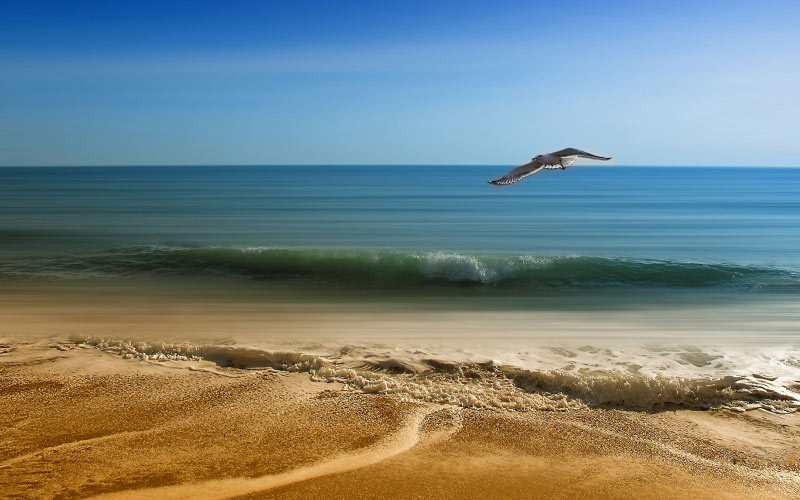 sea, vacancy, sand, seagull, spring, summer, bird flight, sky, wings, blue, maritime landscape, flight, freedom, water, waves, horizon, ocean