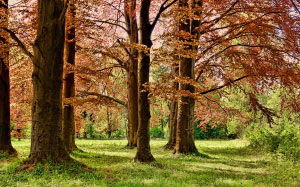 trees, spring, park, wood, leaf, leaves, nature, grass
