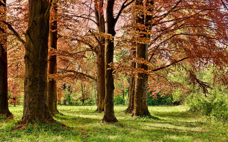 trees, spring, park, wood, leaf, leaves, nature, grass