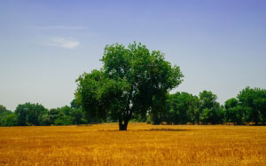 agriculture, bright, countryside, arable land, autumn, farm, field, grass, haymaking, landscape