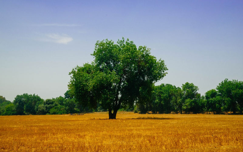 agriculture, bright, countryside, arable land, autumn, farm, field, grass, haymaking, landscape