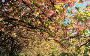 blooming, blossom, branches, flowers, growth, leaves, nature, outdoors, park, petals, spring, trees