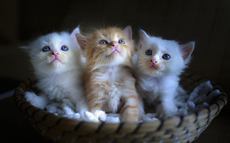cats, cute, portrait, small, lovely, sweet, baby, pets, kittens, young, purebred, grey, nice
