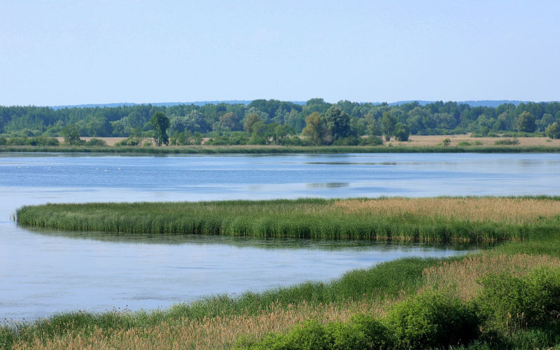 lagoon, water, landscape, view, nature, trees, lake, river, bushes, green, blue, sky