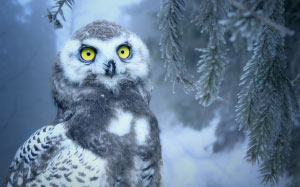 frost, owl, snow, snow owl, bird, nature, yellow eyes, bill, nocturnal, animal, winter