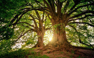 trees, nature, wood, sunset, light, leaves, landscape, summer, spring, green, forest, branches, hill, bright, sunlight, old, sunbeam, rays, trunk