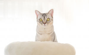 cat, pet, animal, eyes, white, cute