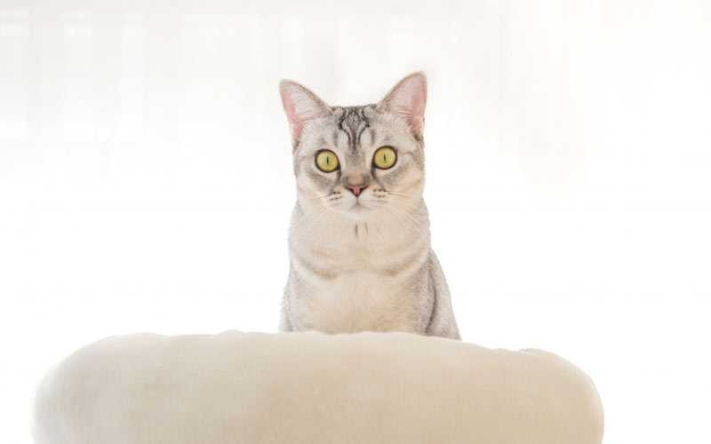 кот, домашнее животное, животные, глаза, белый, милый