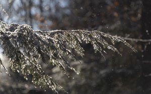nature, winter, snow, cold, trees, sunlight, forest, wood, branch, fir, spruce