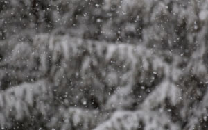 nature, winter, snow, snowfall, snowing, trees, forest, wood, blur