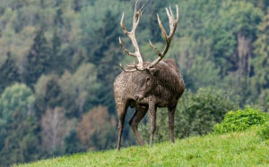 red deer, cervus elaphus, wildlife, nature, animal