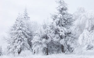 landscape, winter, scene, nature, frost, frozen, snow, forest, trees, wood, cold