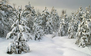 trees, sky, landscape, forest, cold, nature, blue, season, white, snow, wood, clouds, fir, winter