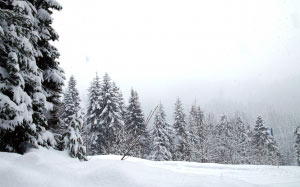 snowfall, winter, forest, wood, landscape, nature
