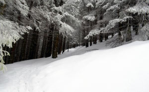 winter, mountain, forest, outdoor, spruce, trees, snowfall, snowy, fir, season, wood, nature, landscape