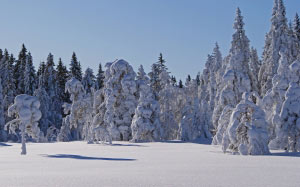 winter, landscape, nature, sunny, forest, snowy, frozen, pines, wood