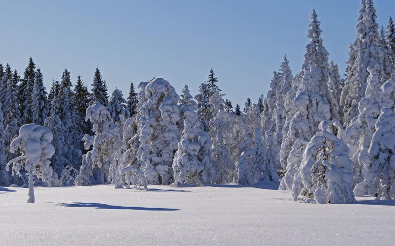 winter, landscape, nature, sunny, forest, snowy, frozen, pines, wood