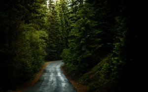 forest, wood, road, nature, landscape, green, fresh, summer