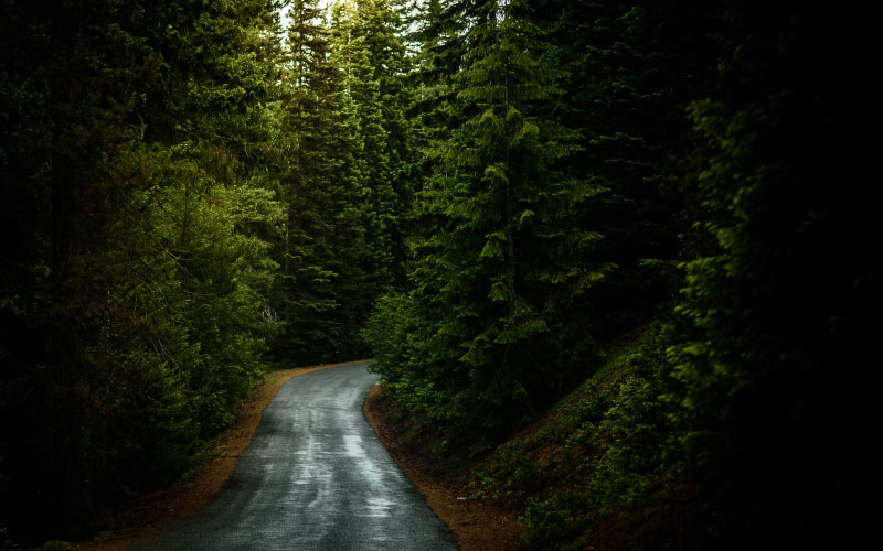 forest, wood, road, nature, landscape, green, fresh, summer