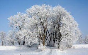 nature, landscape, winter, snow, white, road, blue sky, trees, path, daytime