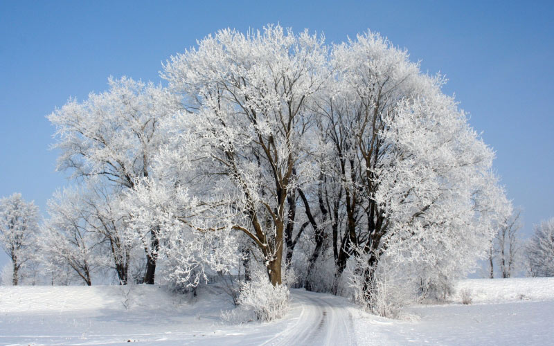 nature, landscape, winter, snow, white, road, blue sky, trees, path, daytime