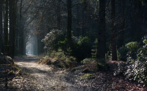 mystical, fairy, walkpath, forest, wood, nature, road, landscape