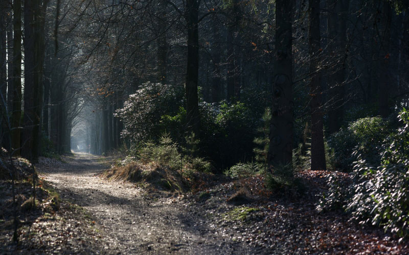mystical, fairy, walkpath, forest, wood, nature, road, landscape