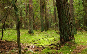 trees, nature, forest, wilderness, branches, grove, woodland, forest, fairy, green, fir, wood, magic