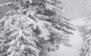 snowstorm, december, snow, winter, forest, fir, wood, trees, snowfall, nature