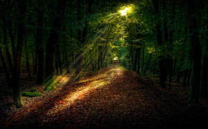 landscape, trees, nature, forest, path, grass, light, sunlight, morning, leaf, atmosphere, evening, autumn, darkness, rainforest, deciduous, grove, wood