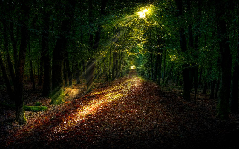 landscape, trees, nature, forest, path, grass, light, sunlight, morning, leaf, atmosphere, evening, autumn, darkness, rainforest, deciduous, grove, wood