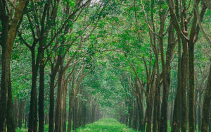 green, trees, woodland, nature, forest, grove, path, park, wood, grass
