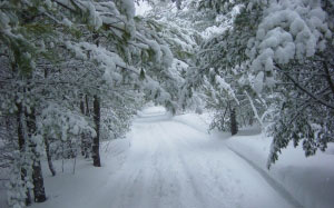 winter, snow, forest, wood, season, frost, ice, december, snowfall, frozen, weather, january, landscape, nature